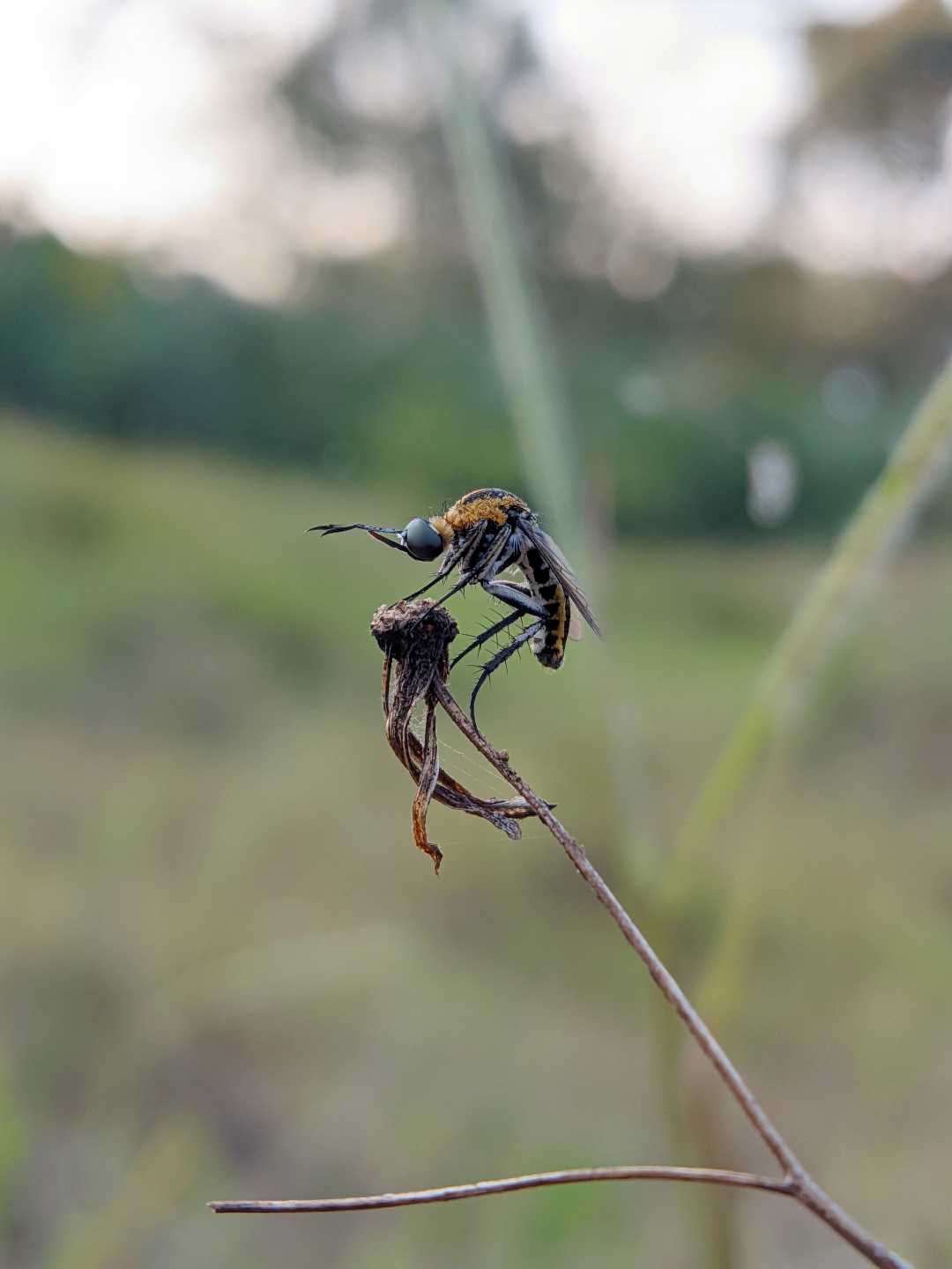 Toxophora