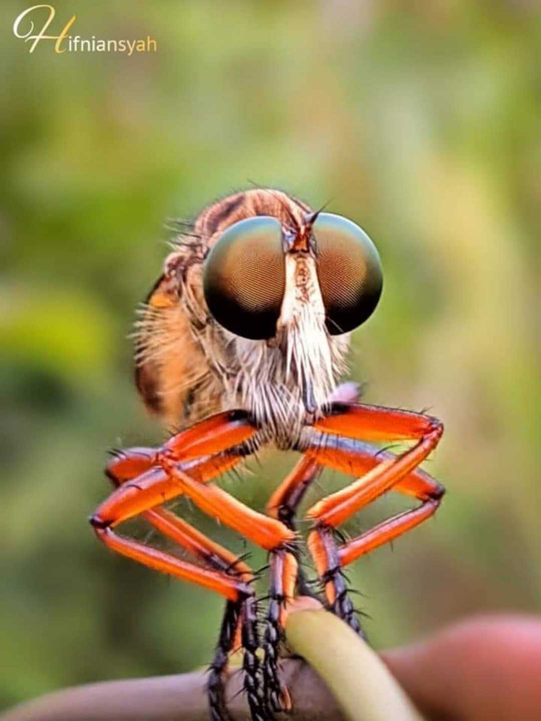Rainbow (RF) 🐝