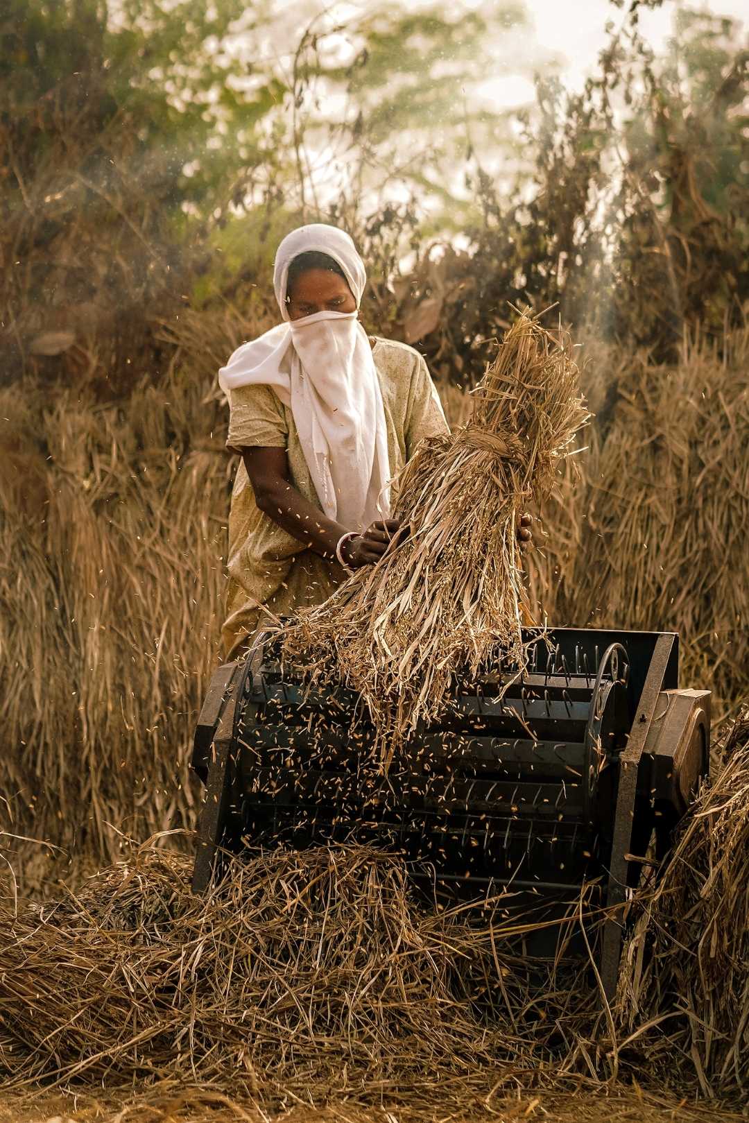 Scene of rural bengal