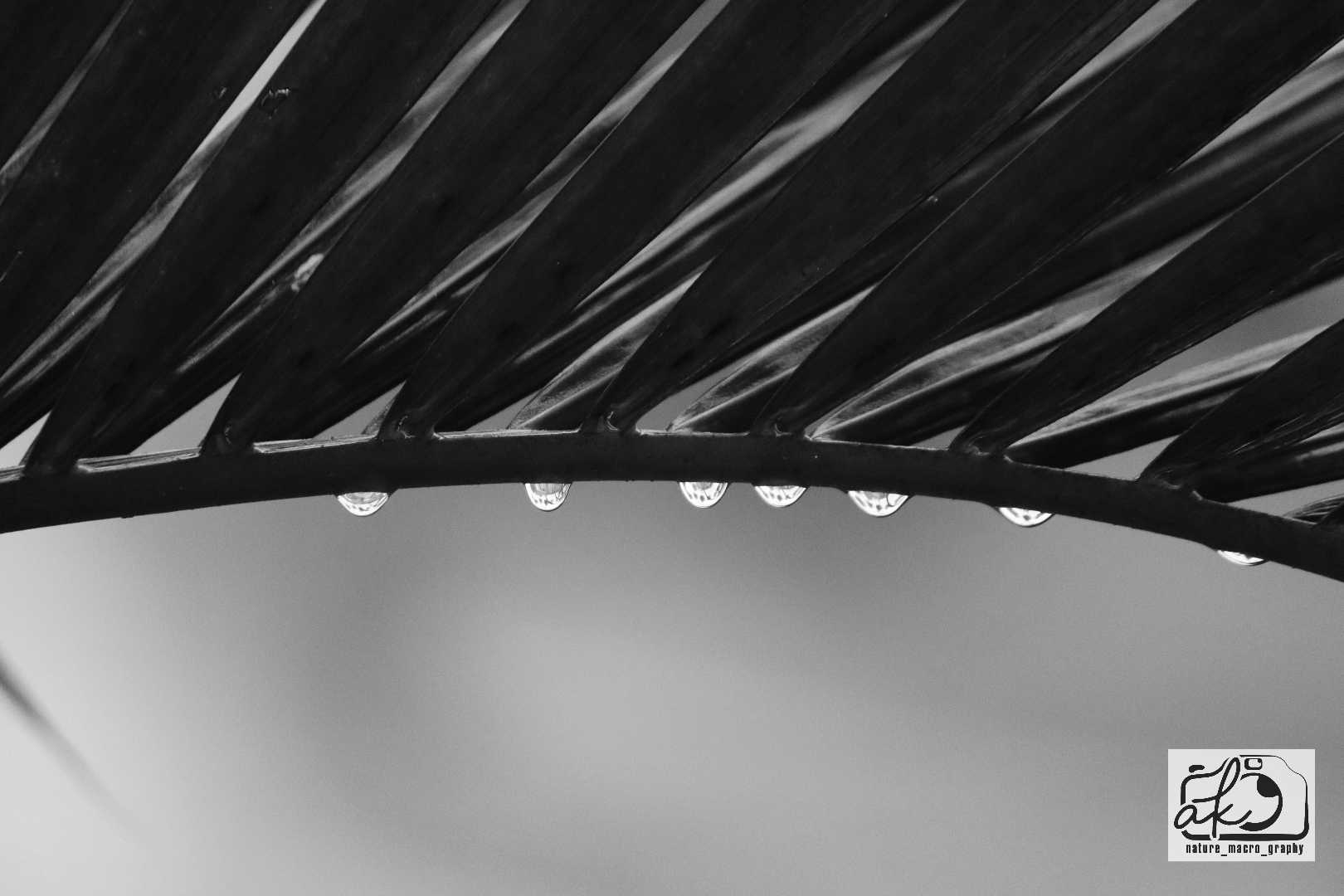 Palm Leaf and Rain Drops