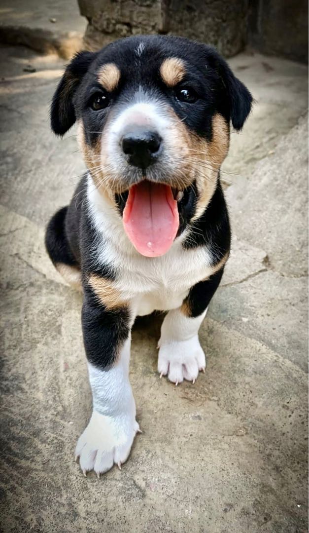 Puppy 