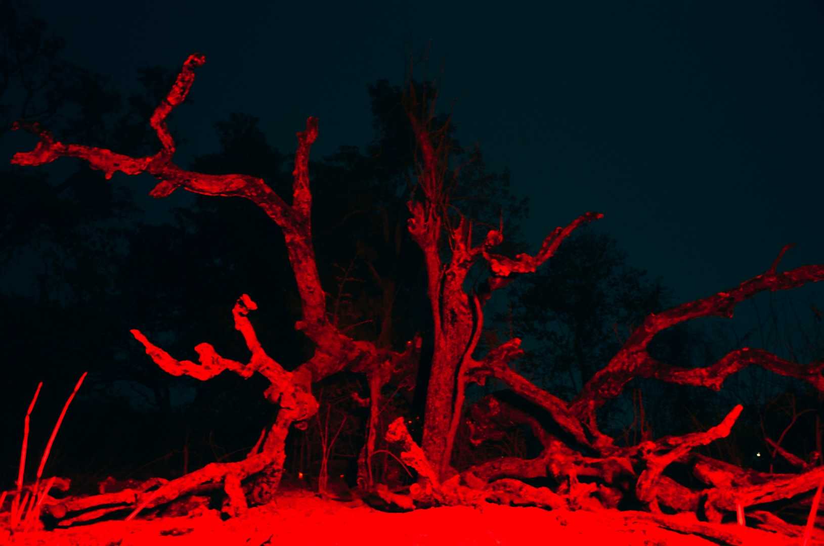 burning forest