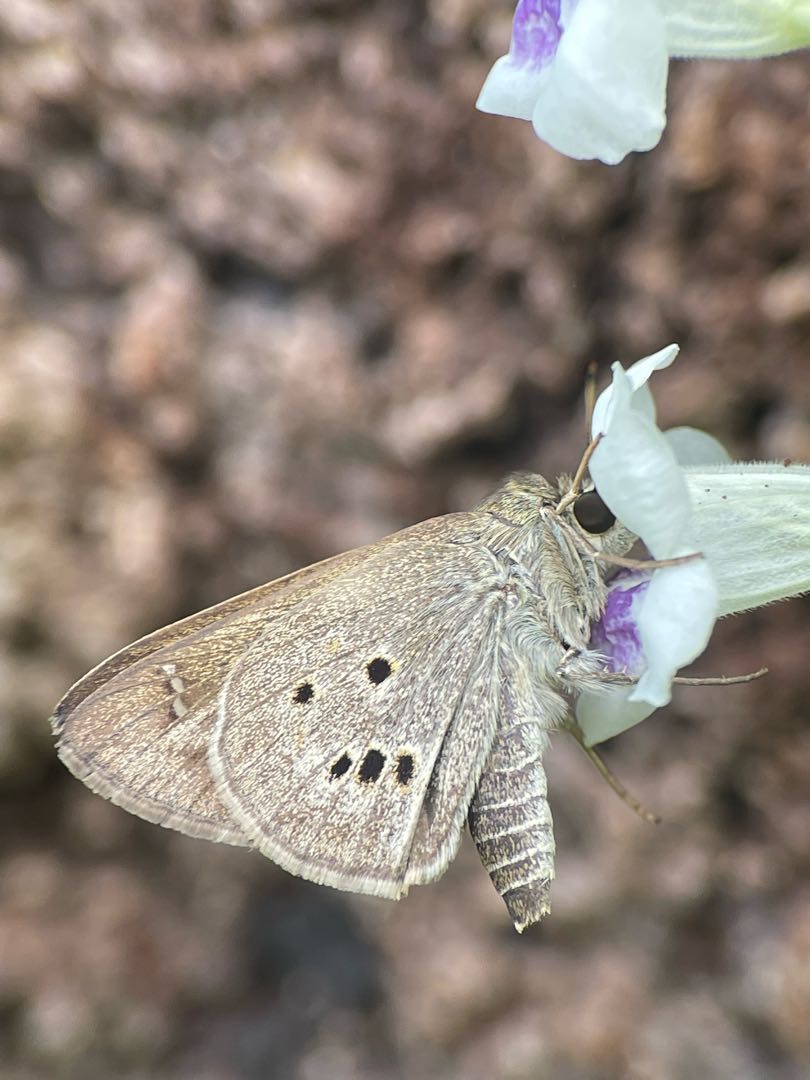 Suastus gremius