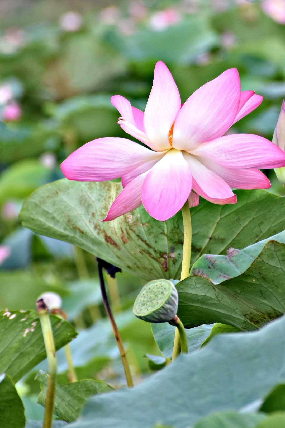the lotus