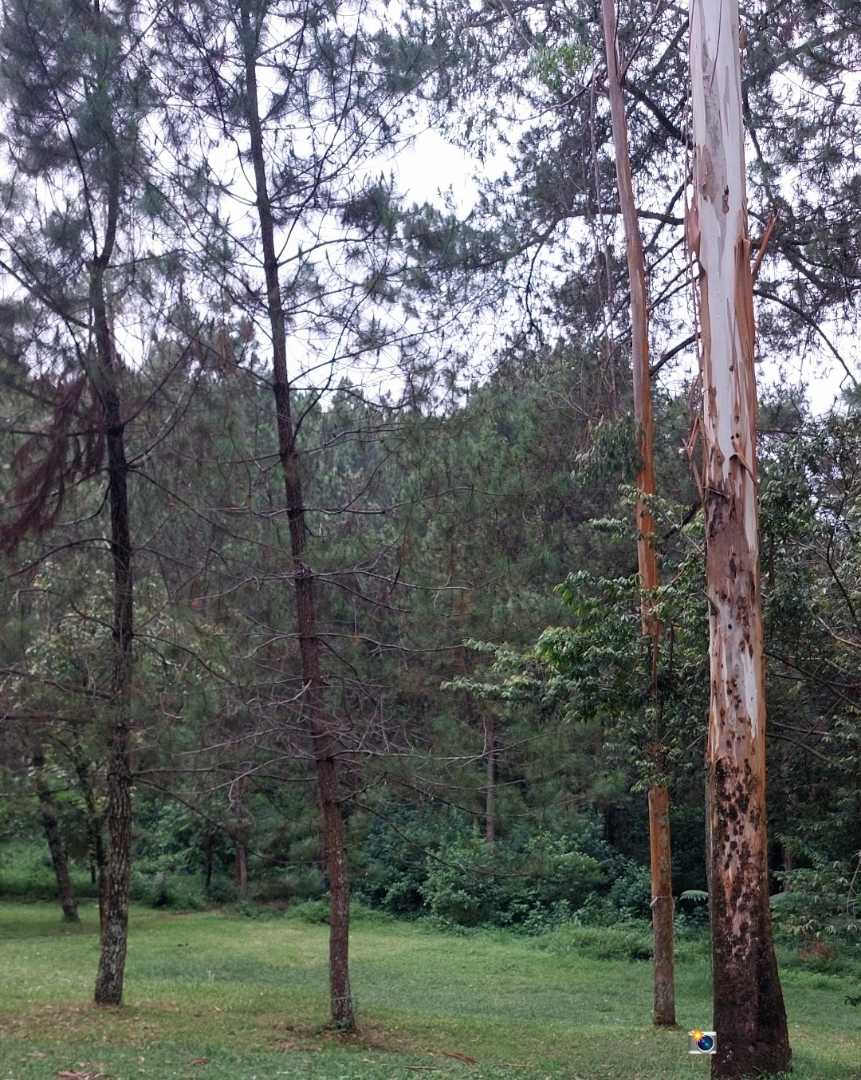 Orchid Forest Cikole( Outbond)