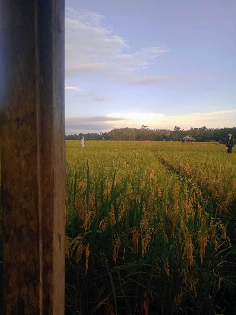what are the benefit of paddy?
