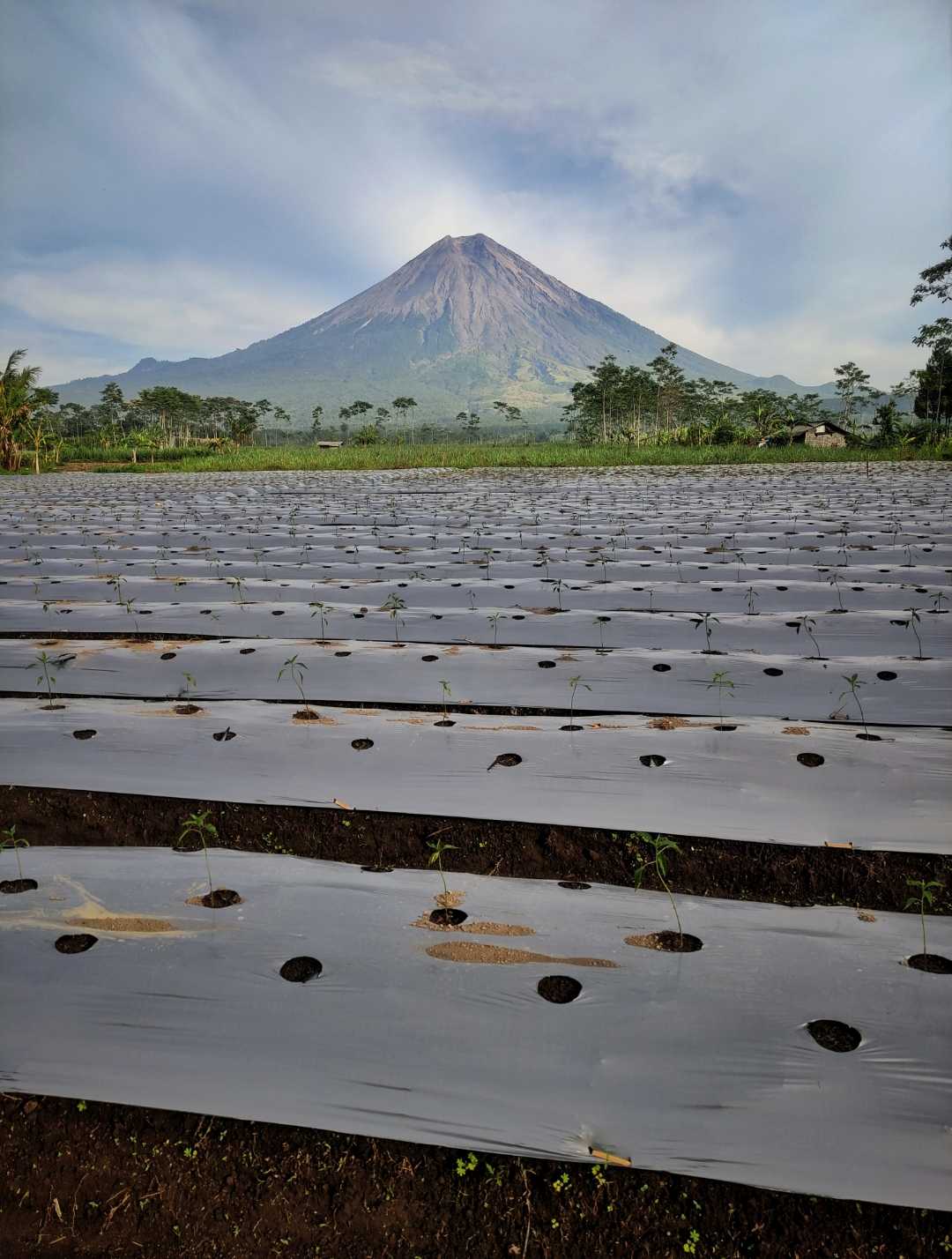 Sarkawi Lumajang