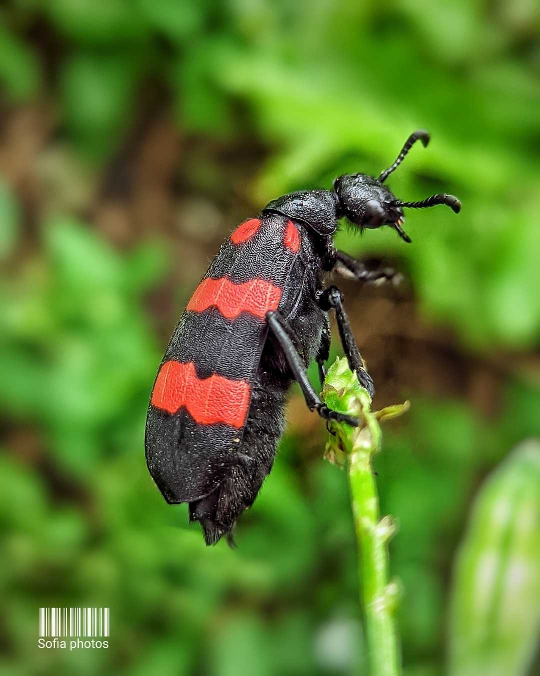 Kumbang Melepuh (Mylabris pustulata) 