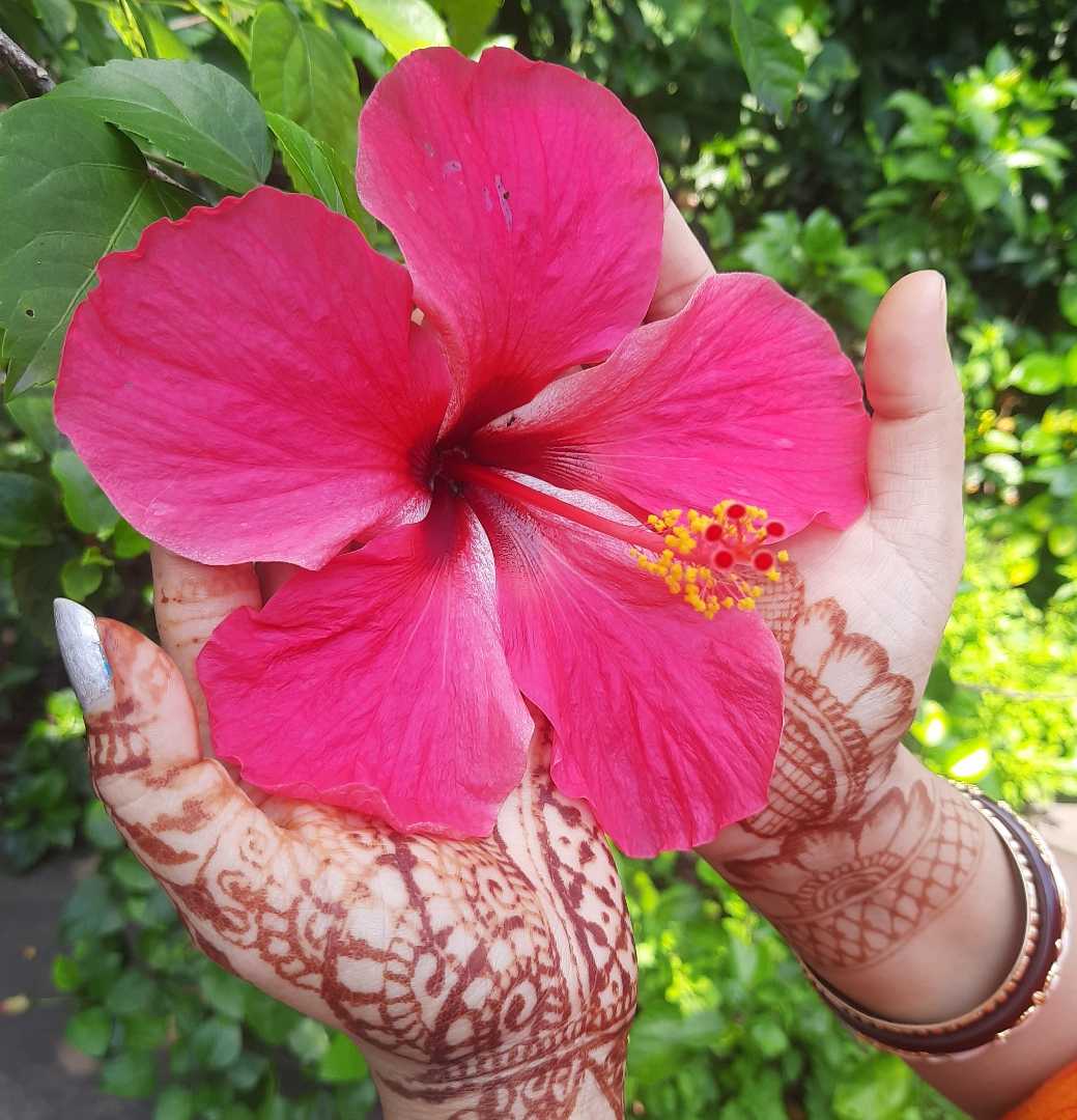 Flower in Bloom
