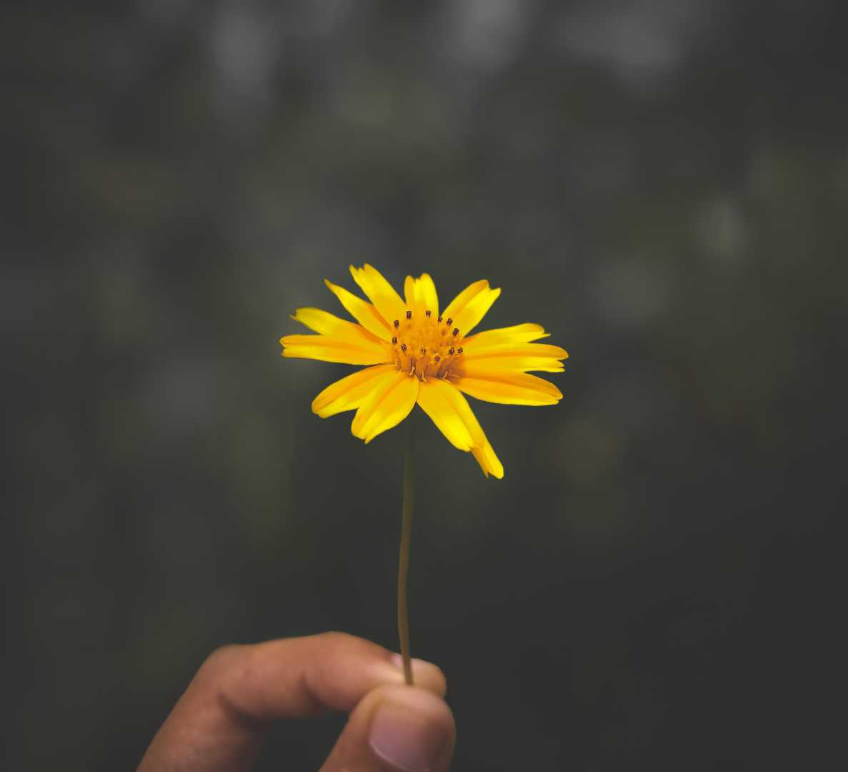 🌻✨
