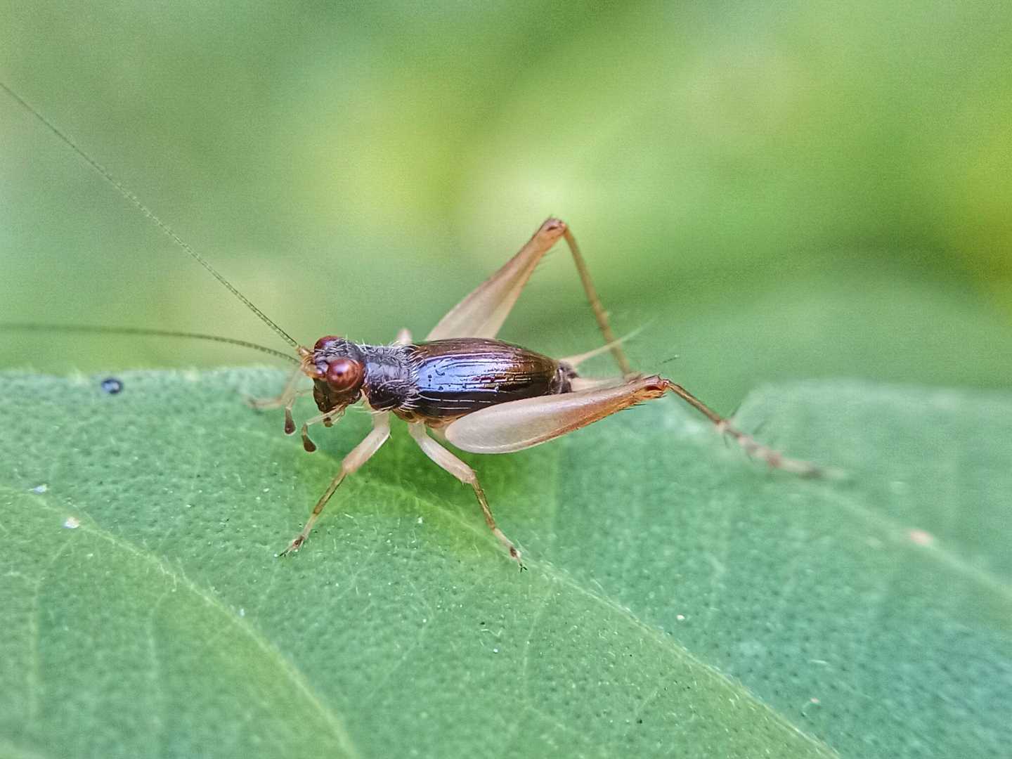xenogryllus