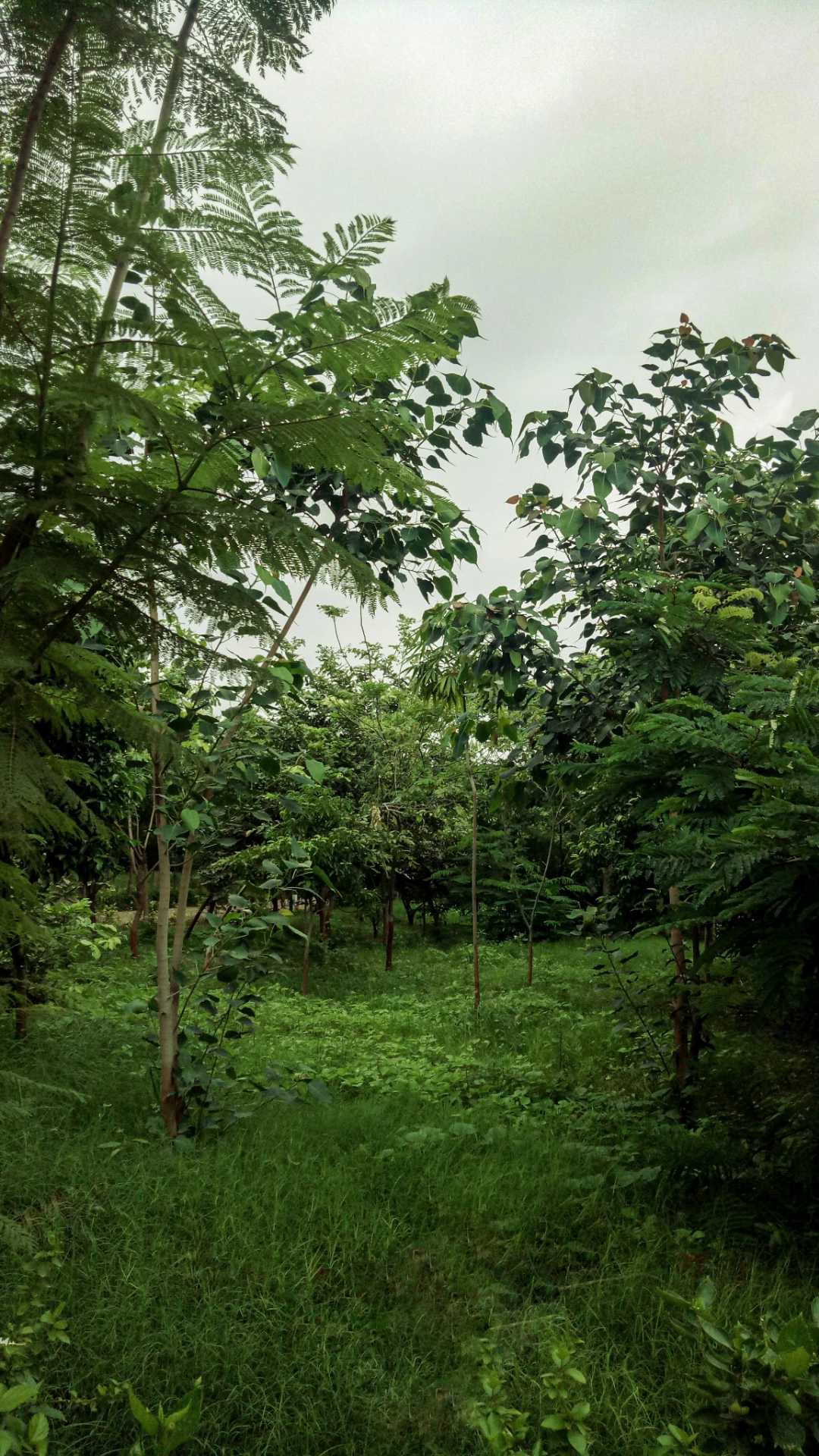 Nature💚