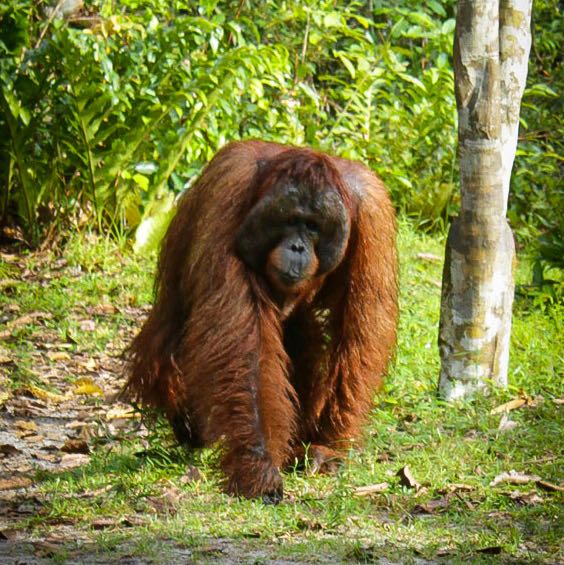 Orangutan