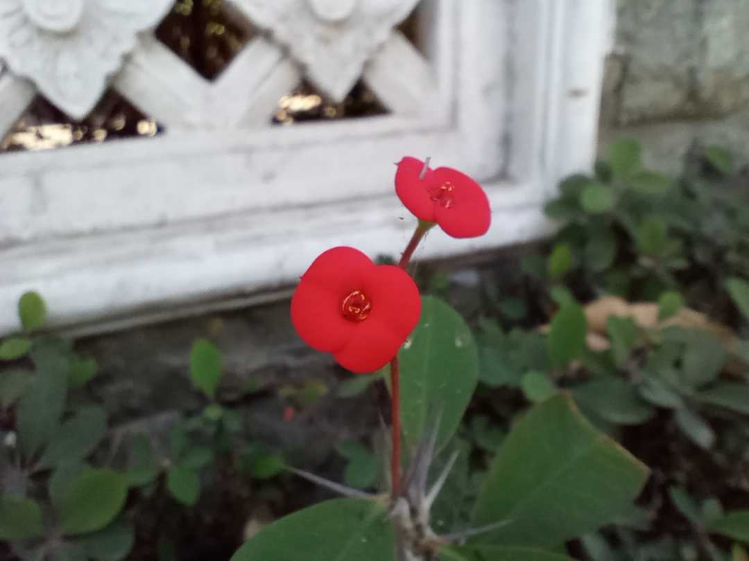 Euphorbia geroldii