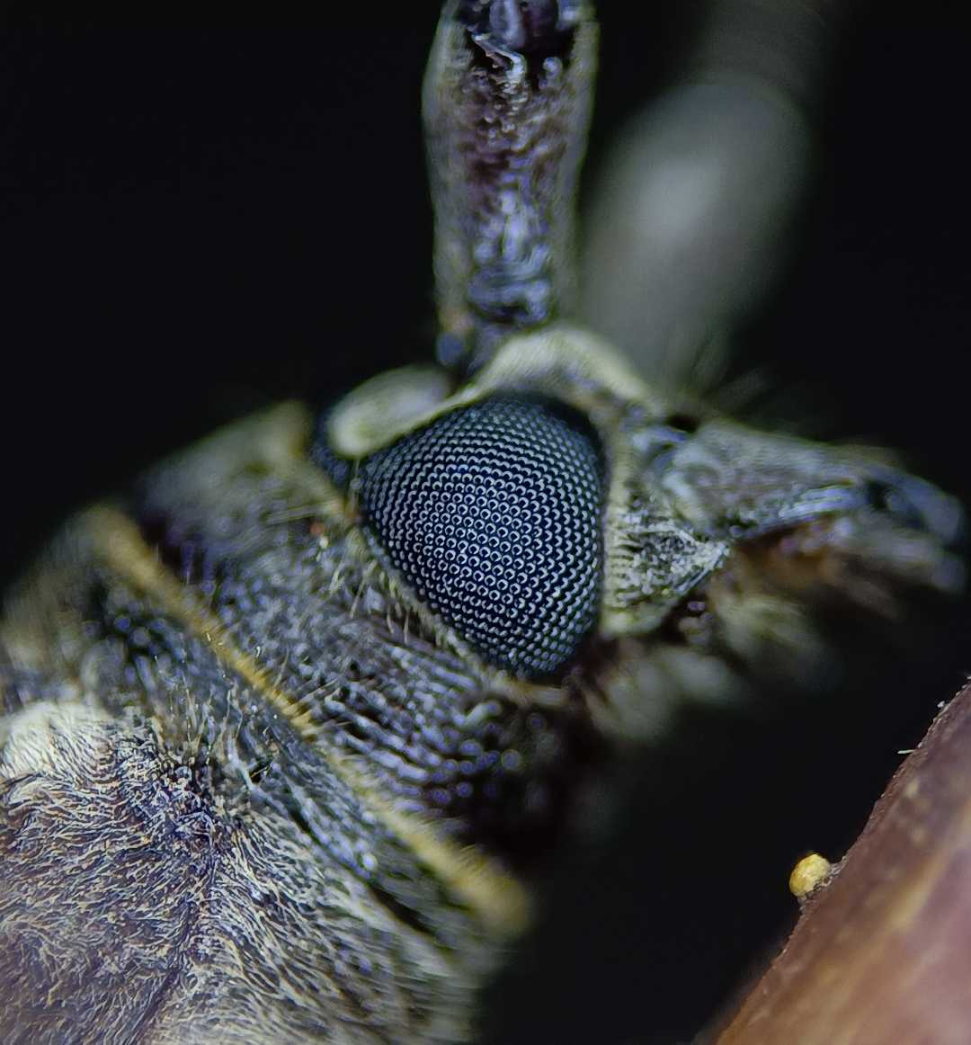 Close up of long horned beetle