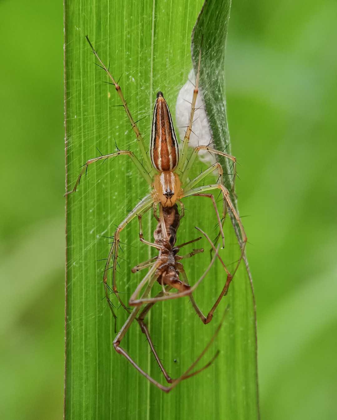 Oxyopes salticus