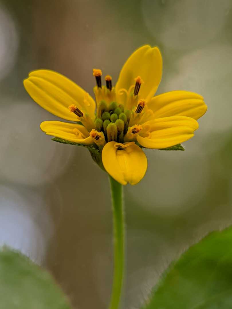 Chrysogonum virginianum
