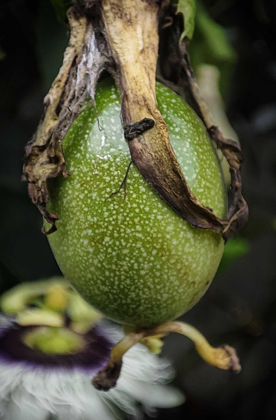 Buah Markisa