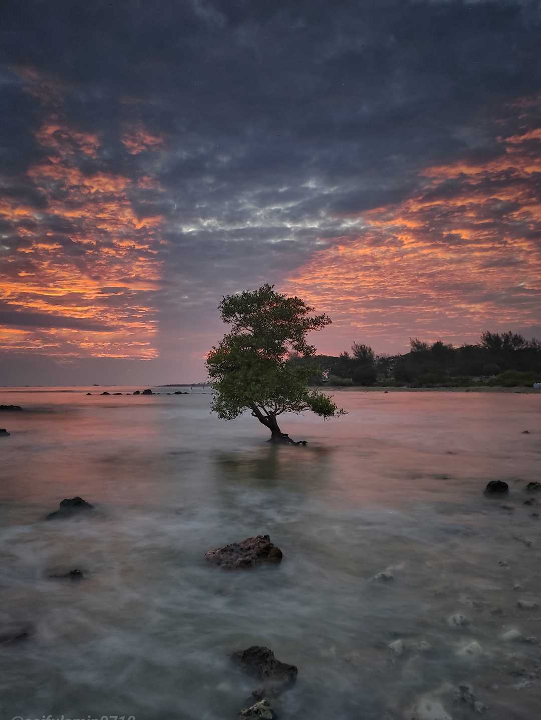 pohon galau