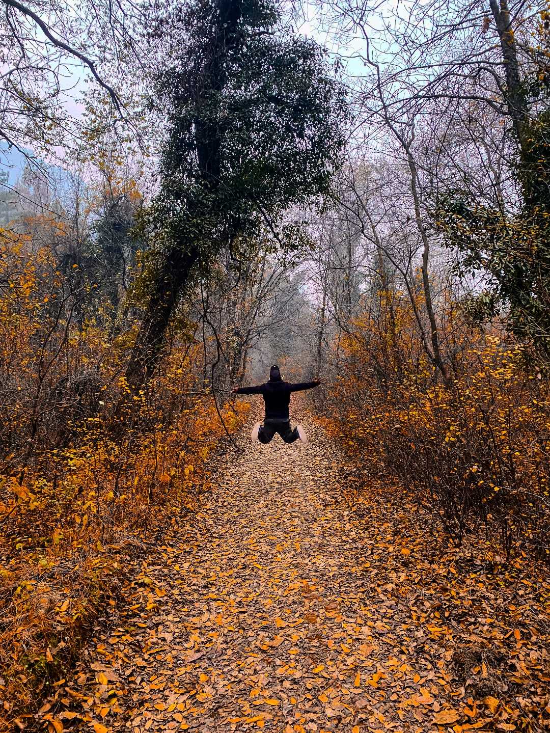 🍁🍂
