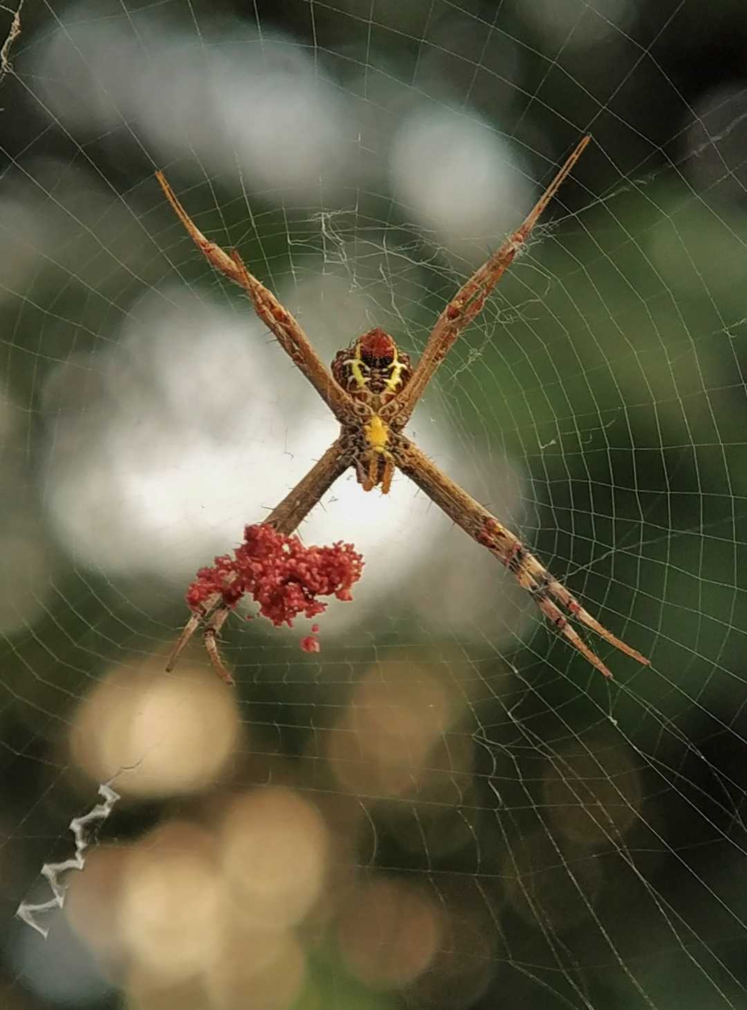 signature spider 