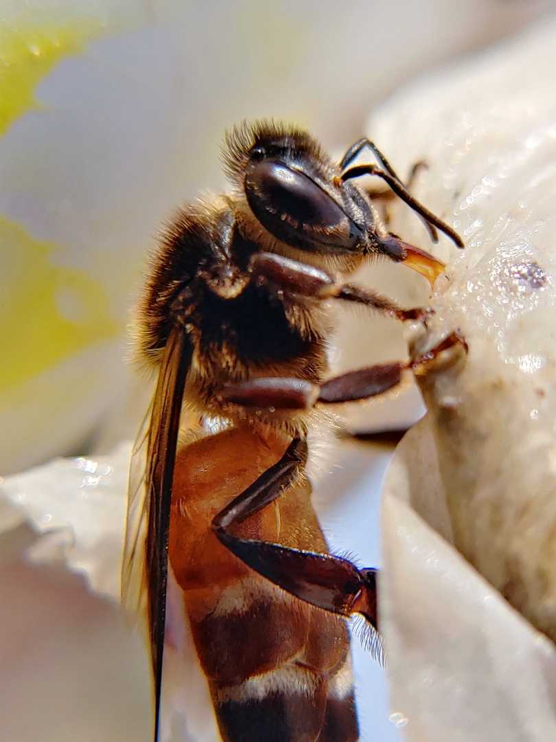 Bee