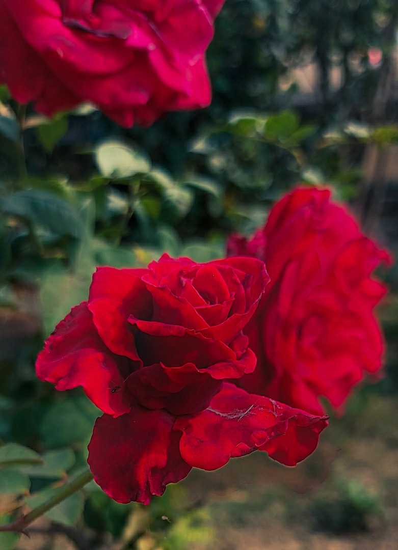 🥀💓love