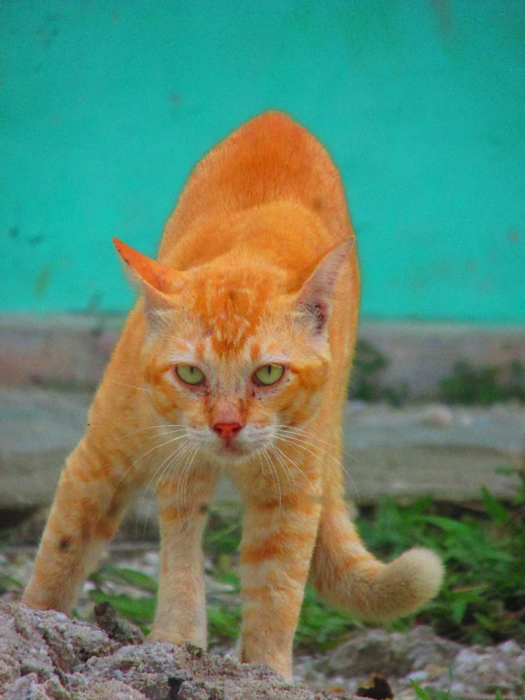 kucing oyen 