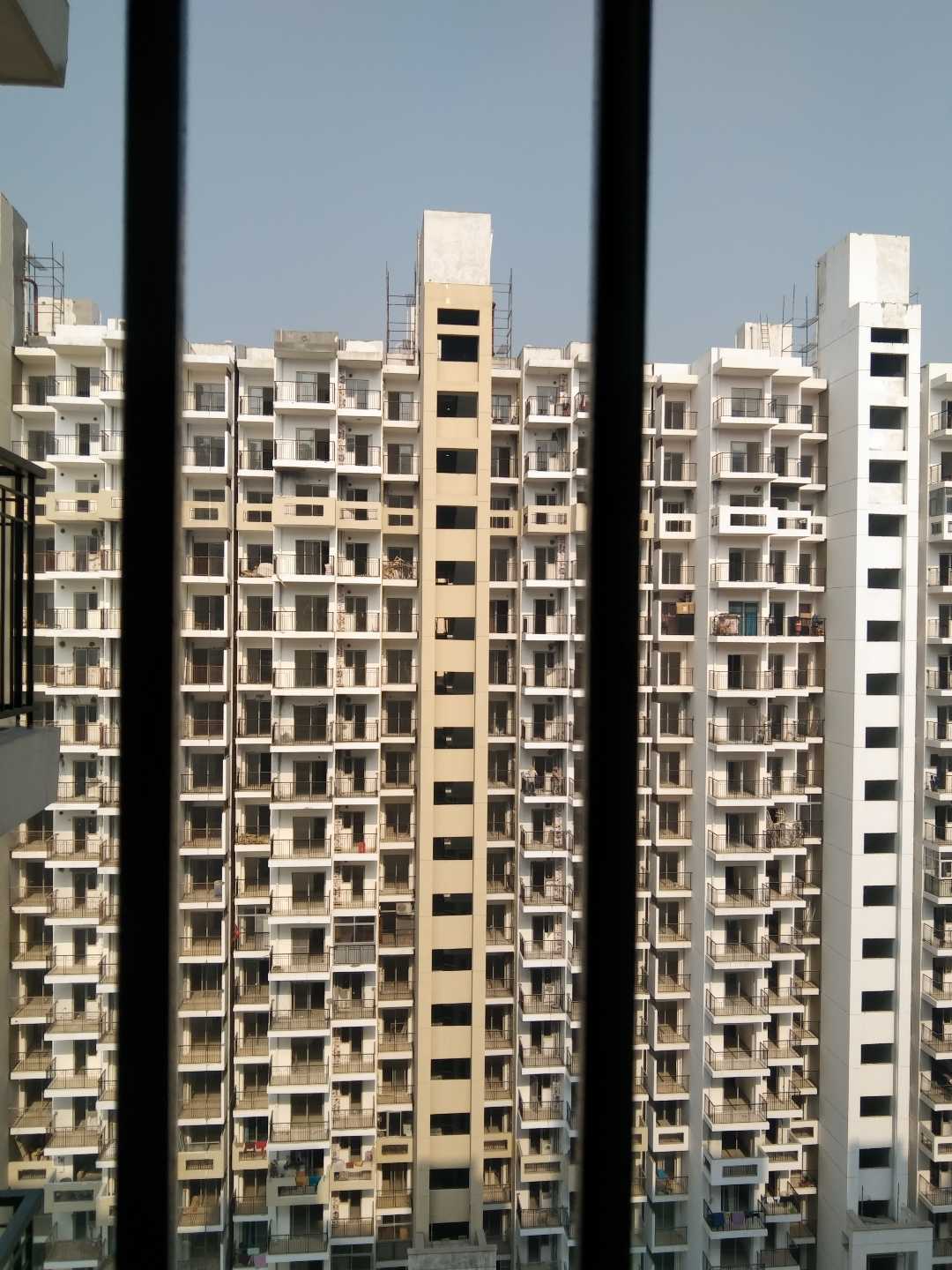 urban jungle