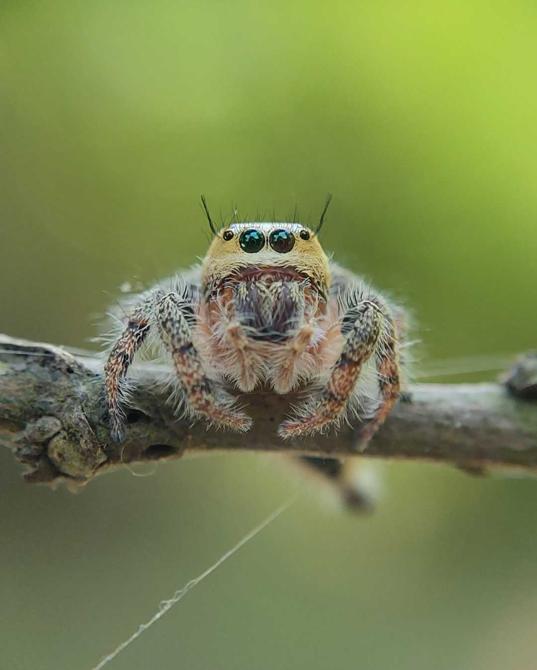 BEAUTIFUL BEAST