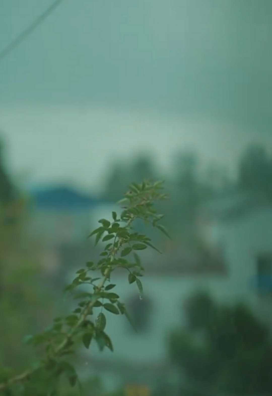 🌿 rain and leaves 🌿