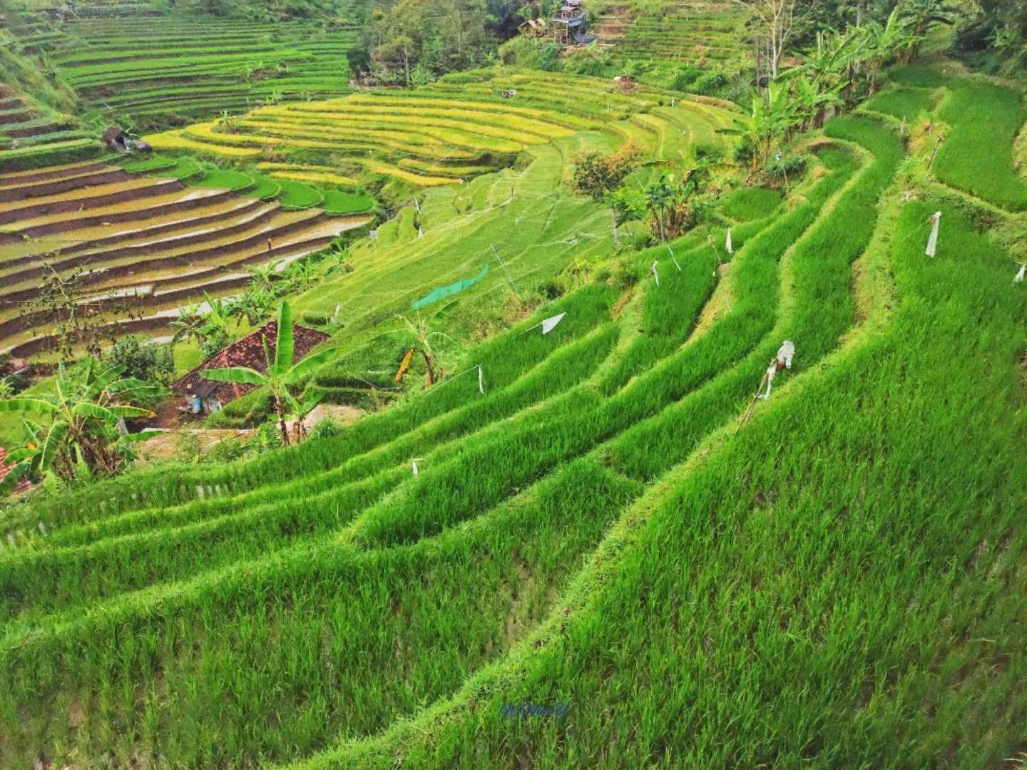pemandangan persawahan di Gartenhutte cafe 