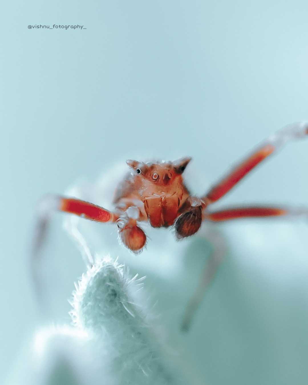 Thomisus spider 