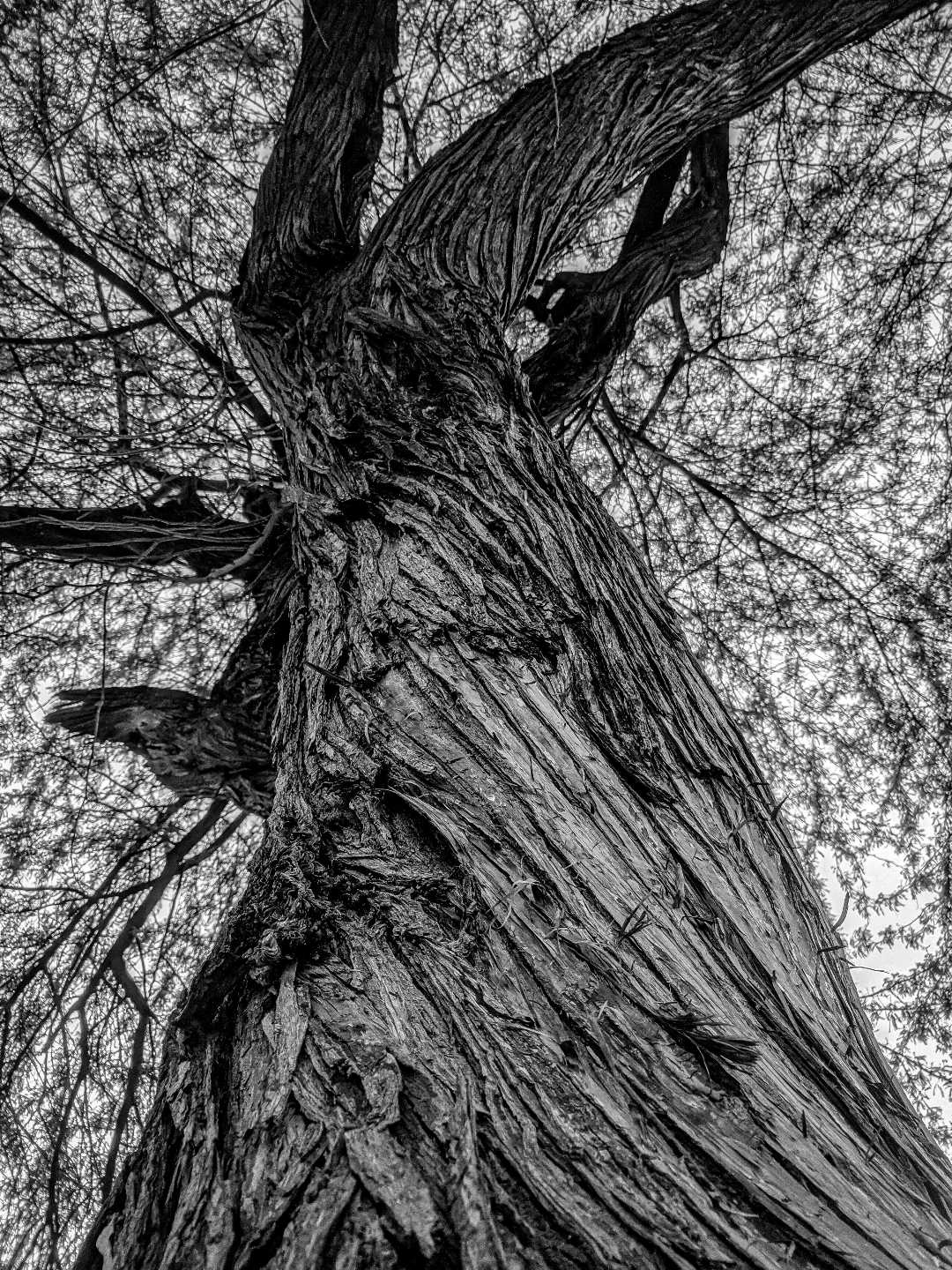 That interesting tree