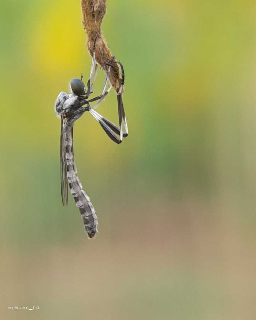 Leptogaster