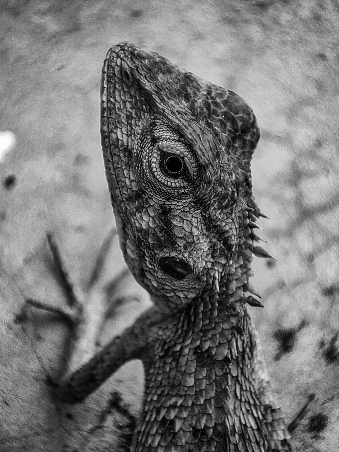 Chameleon 
