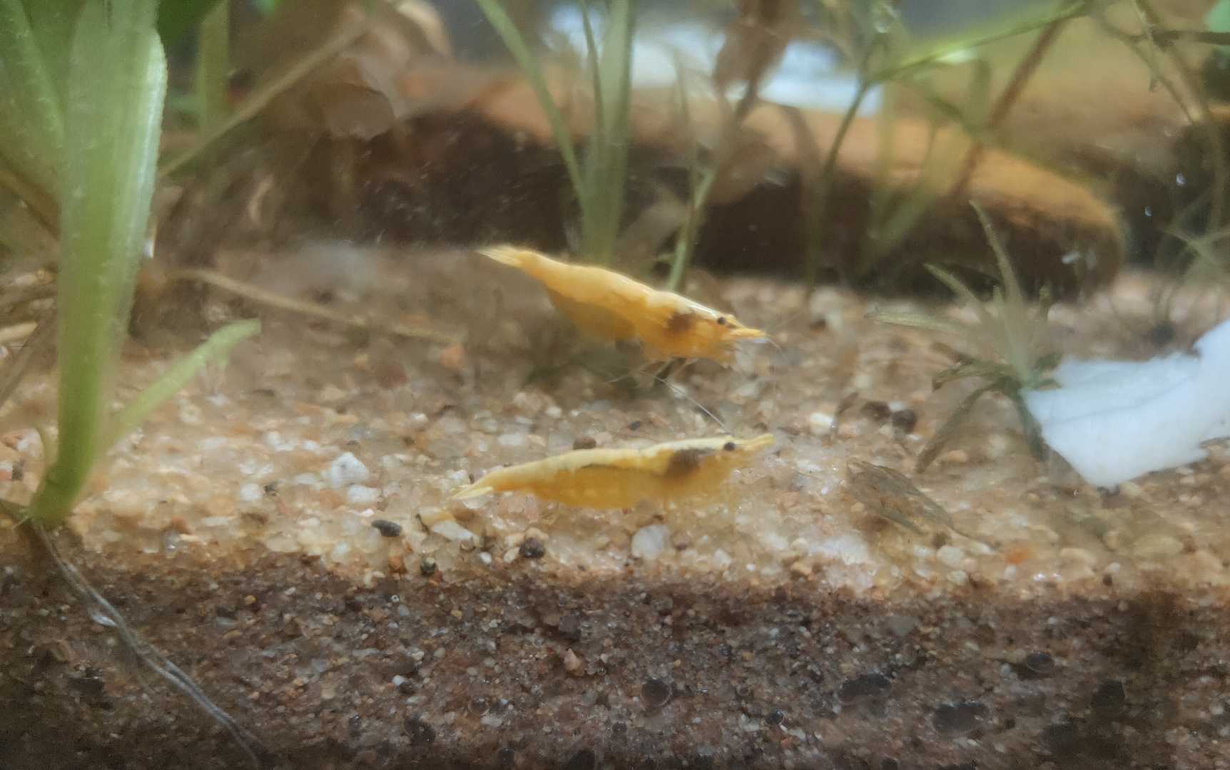 Planted Aquarium 