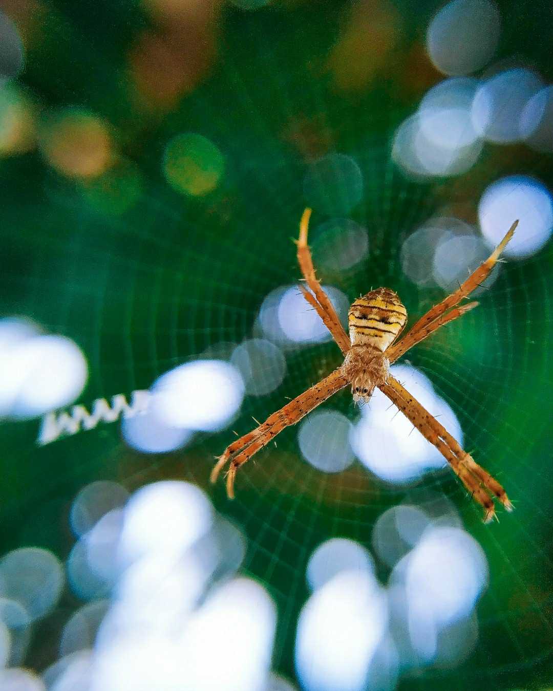 spider🕷