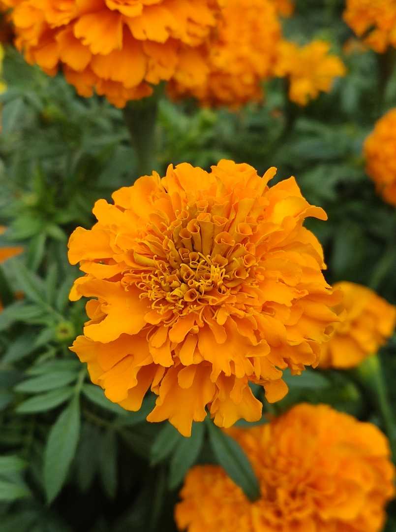 Orange Marigold 