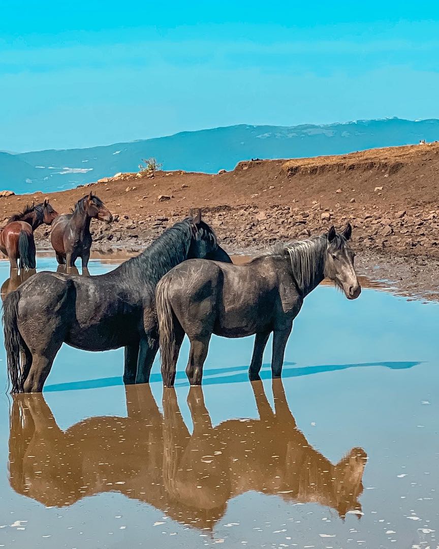 Wild horses in Livno
