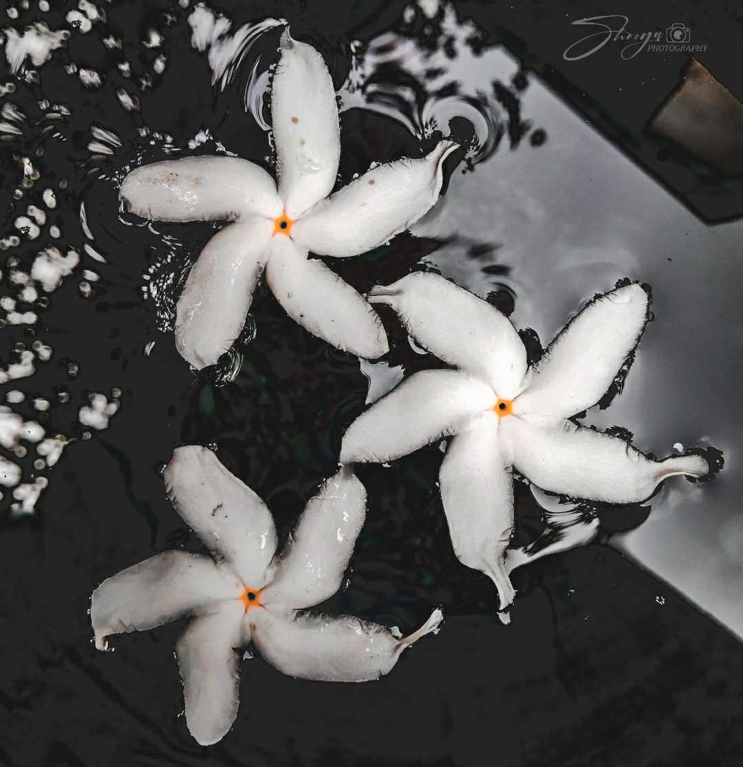Crape jasmine Flower photography. 