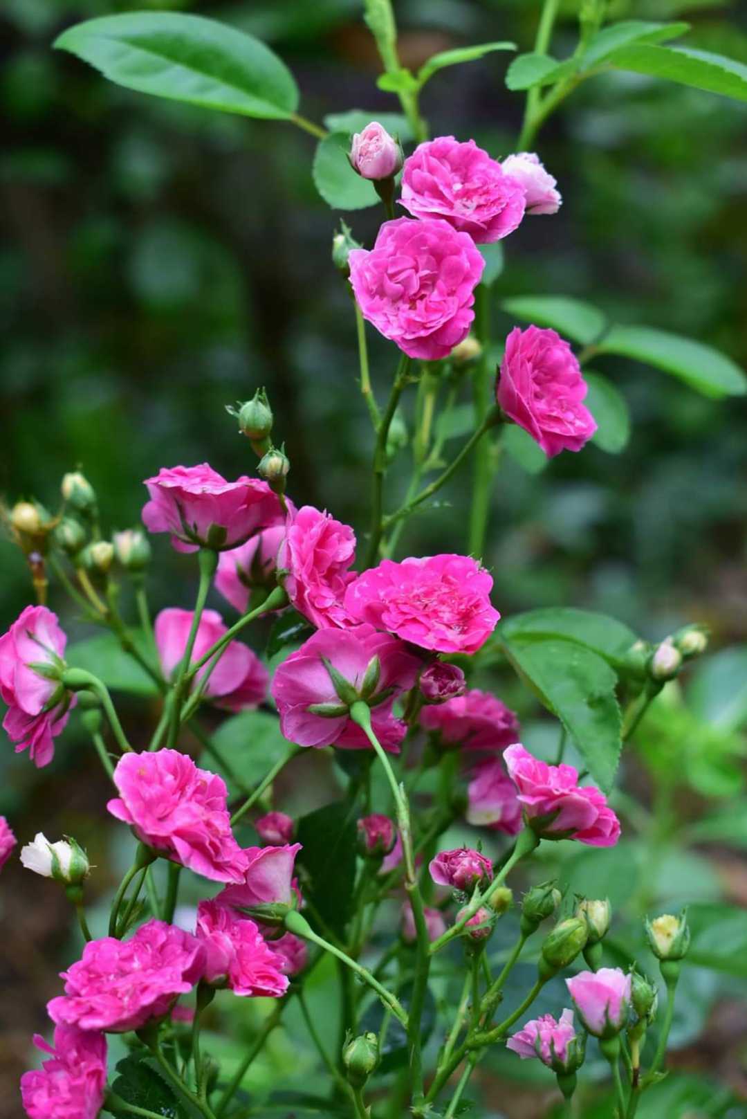 The earth laughs in flowers. 