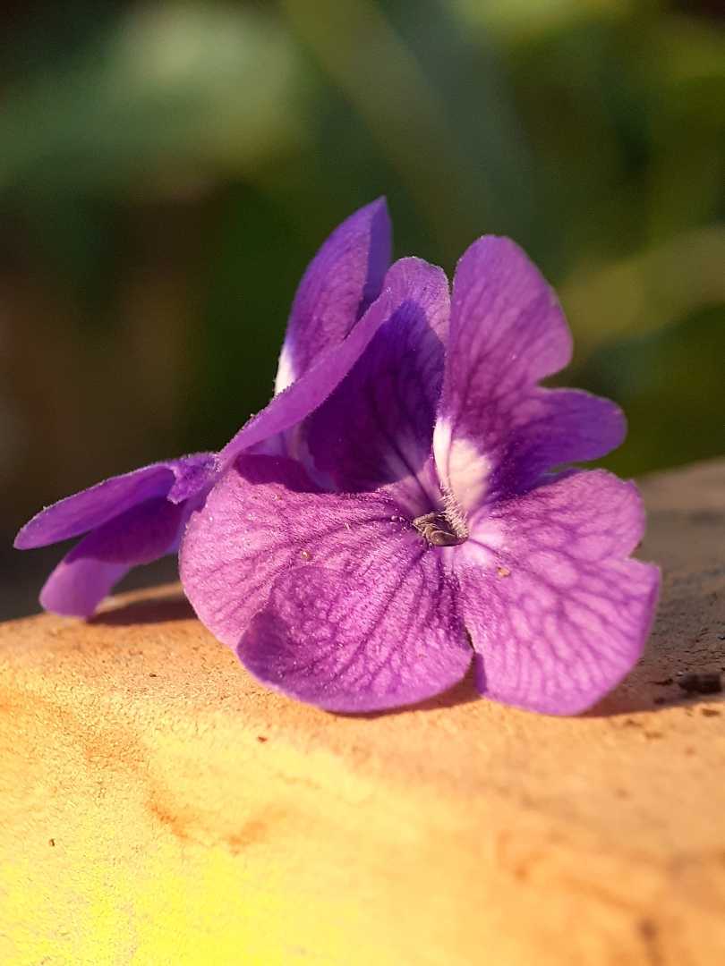 📍Bunga petrea