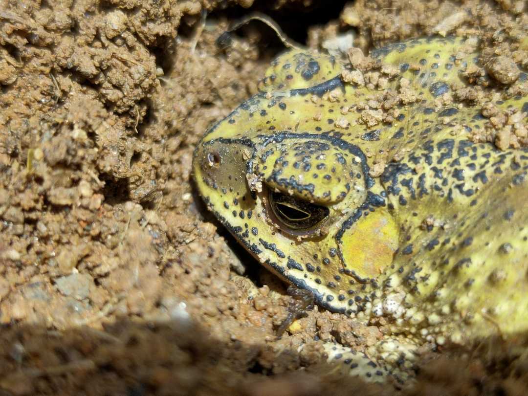 🐸🐸🐸🐸
