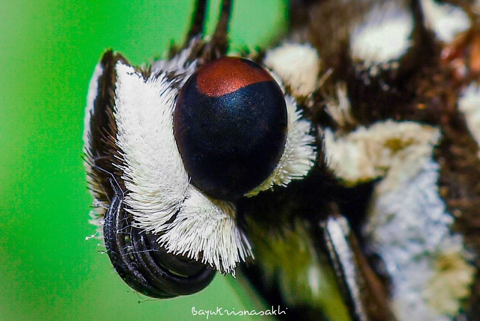 Photo Macro