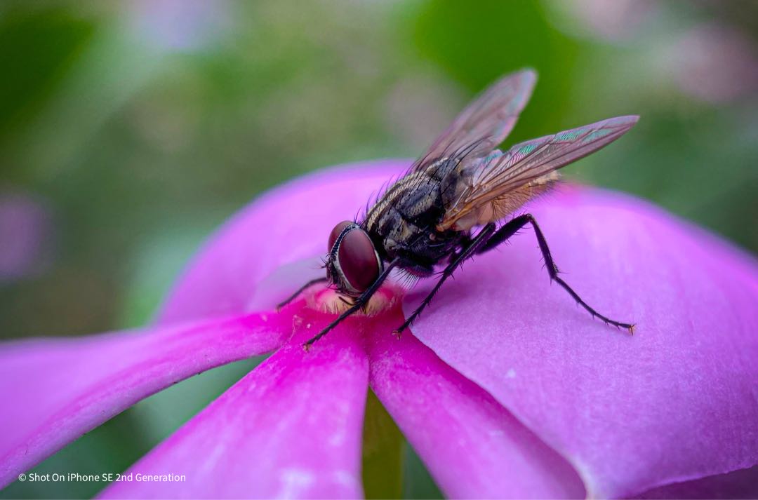 Housefly 