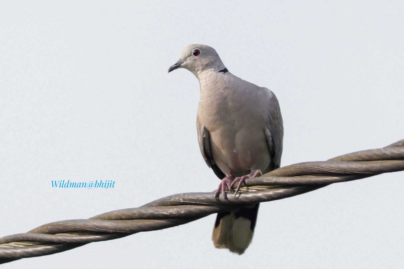 Birds World
