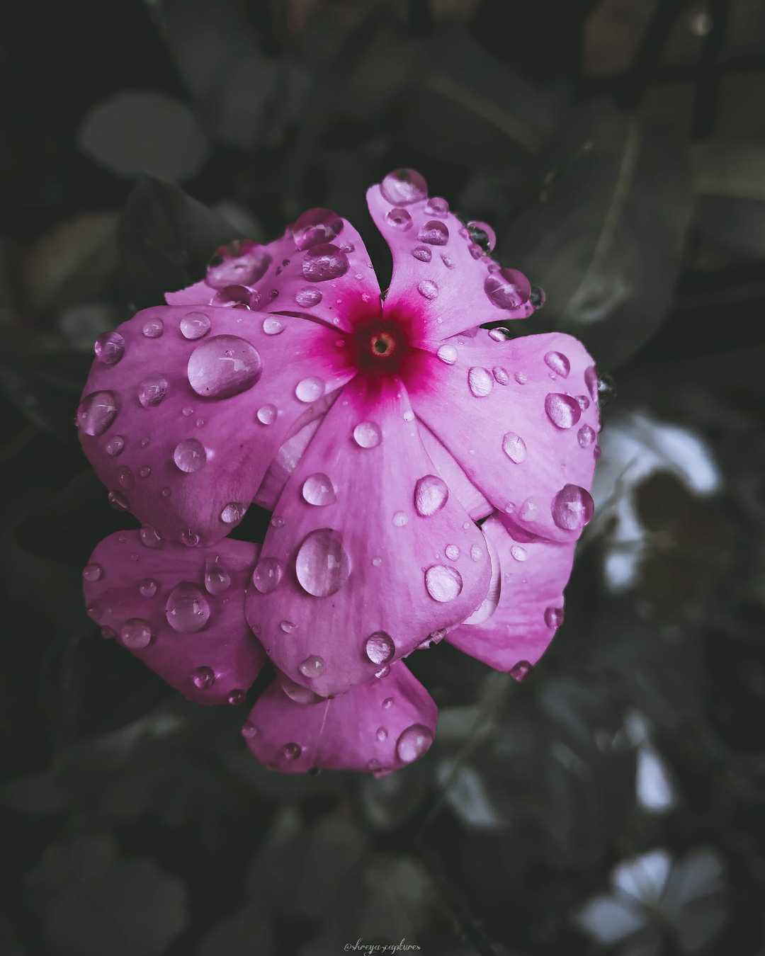 Periwinkle flower. 