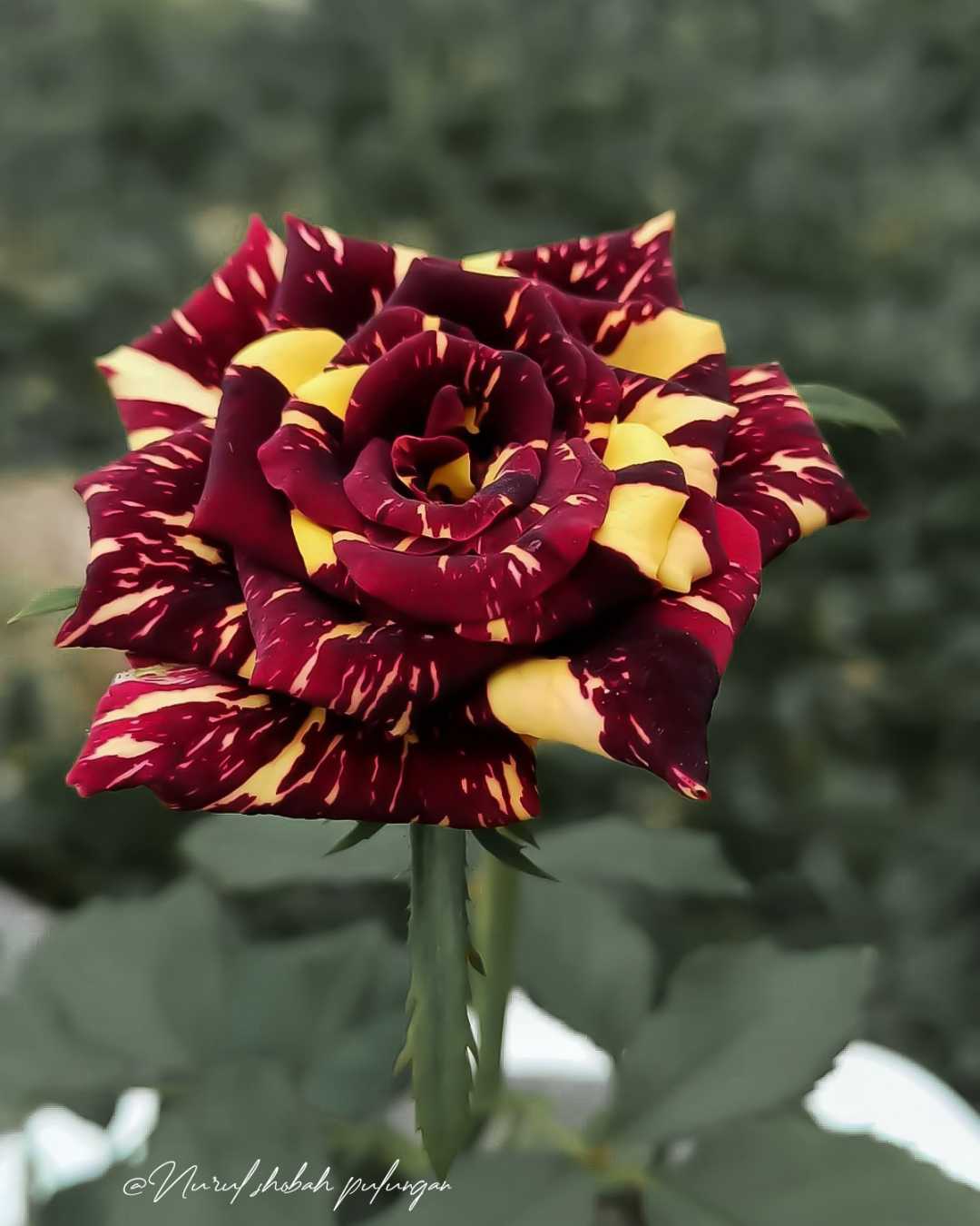 Tanaman Mawar Batik Kuning (Yellow Striped Rose)
