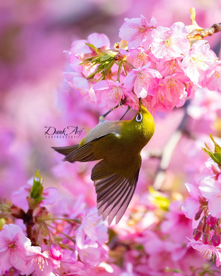 Mountain White-eye and Pinky Sakura Japan